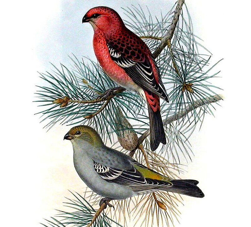 Two Birds on Pine Branch — Red