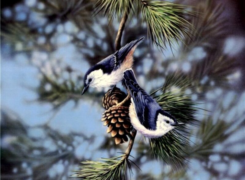 Two Birds on Pine Branch