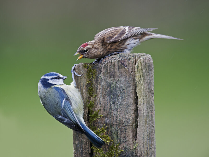 Two Birds on Post