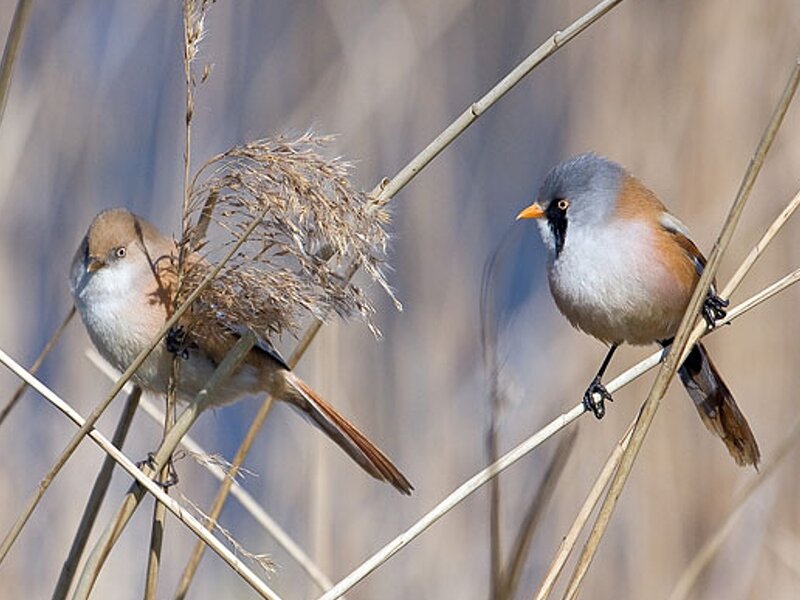 Two Birds on Reeds