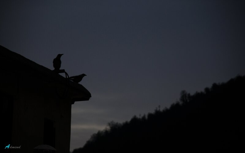 Two Birds on Roof