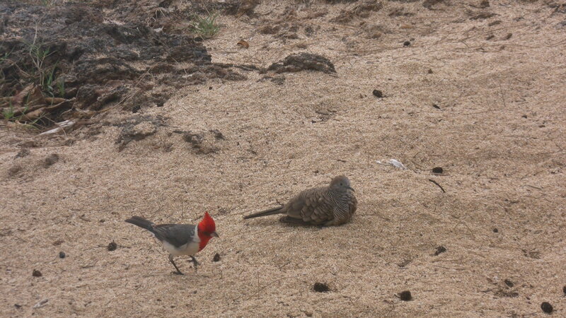 Two Birds on Sand