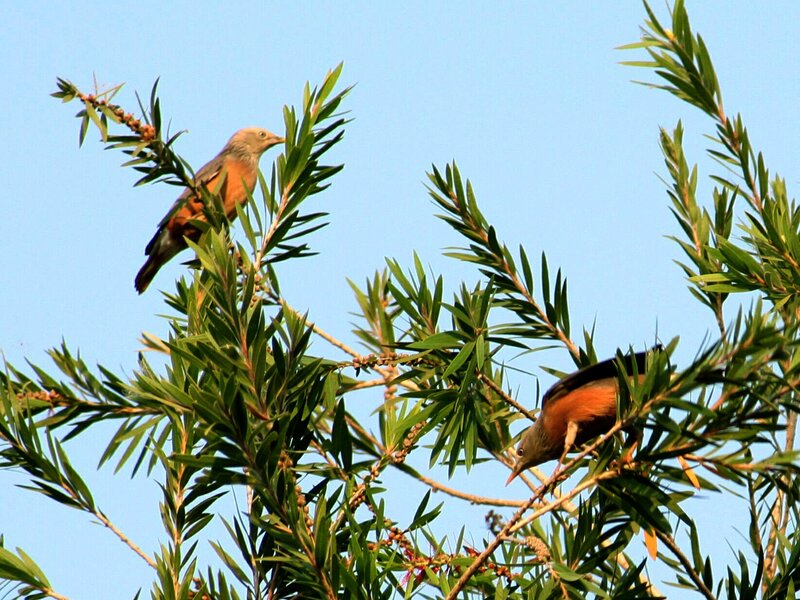 Two birds on tree branches