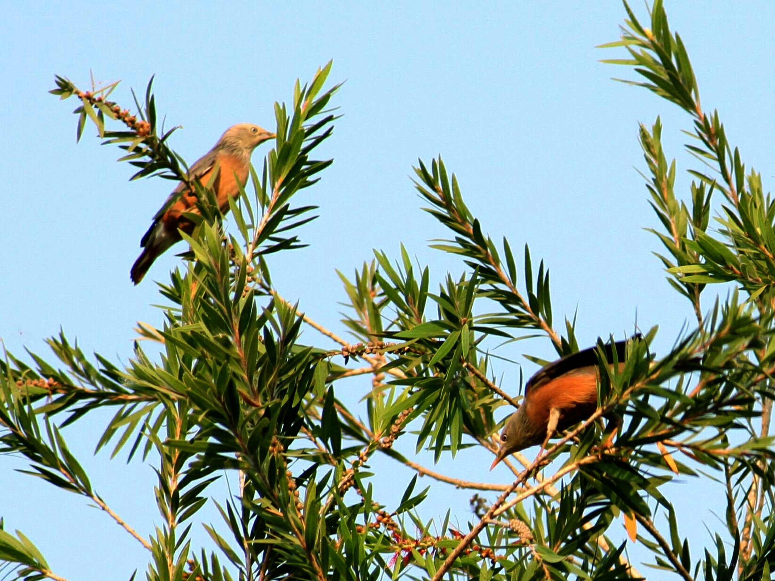 Two birds on tree branches