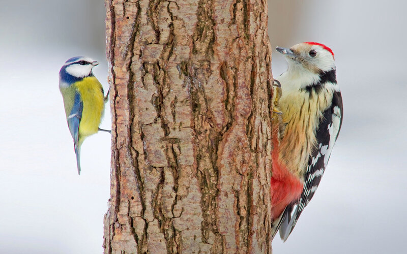 Two Birds on Tree Trunk