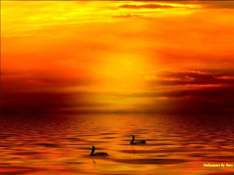 Two Birds on Water — Orange