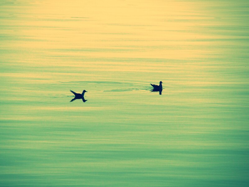 Two Birds on Water