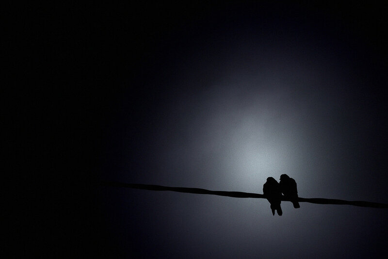 Two Birds on Wire — Black