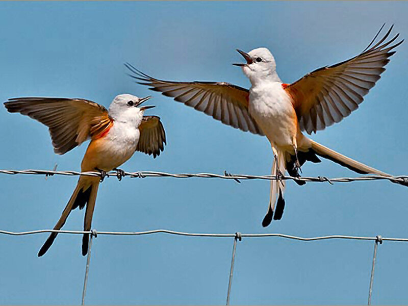 Two Birds on Wire
