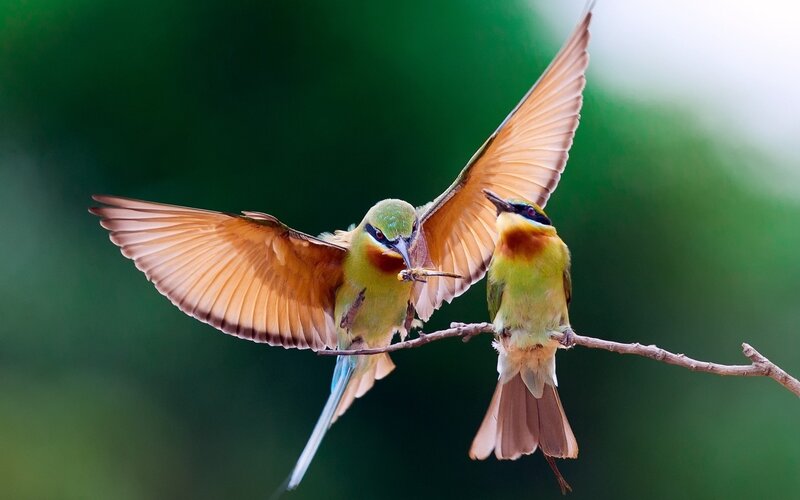 Two birds sharing food