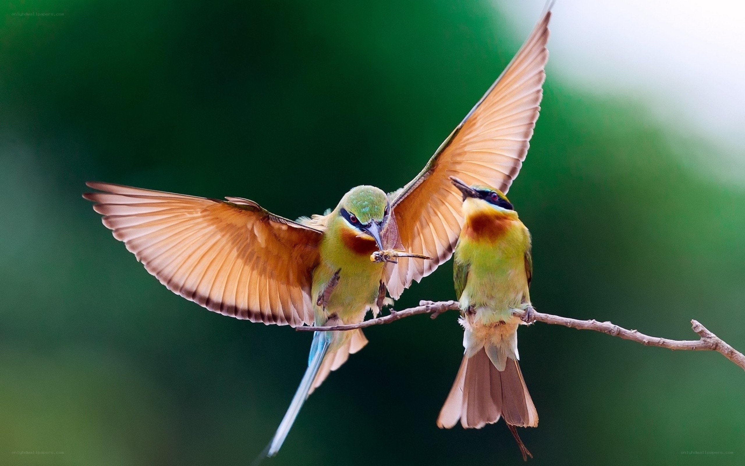 Two birds sharing food