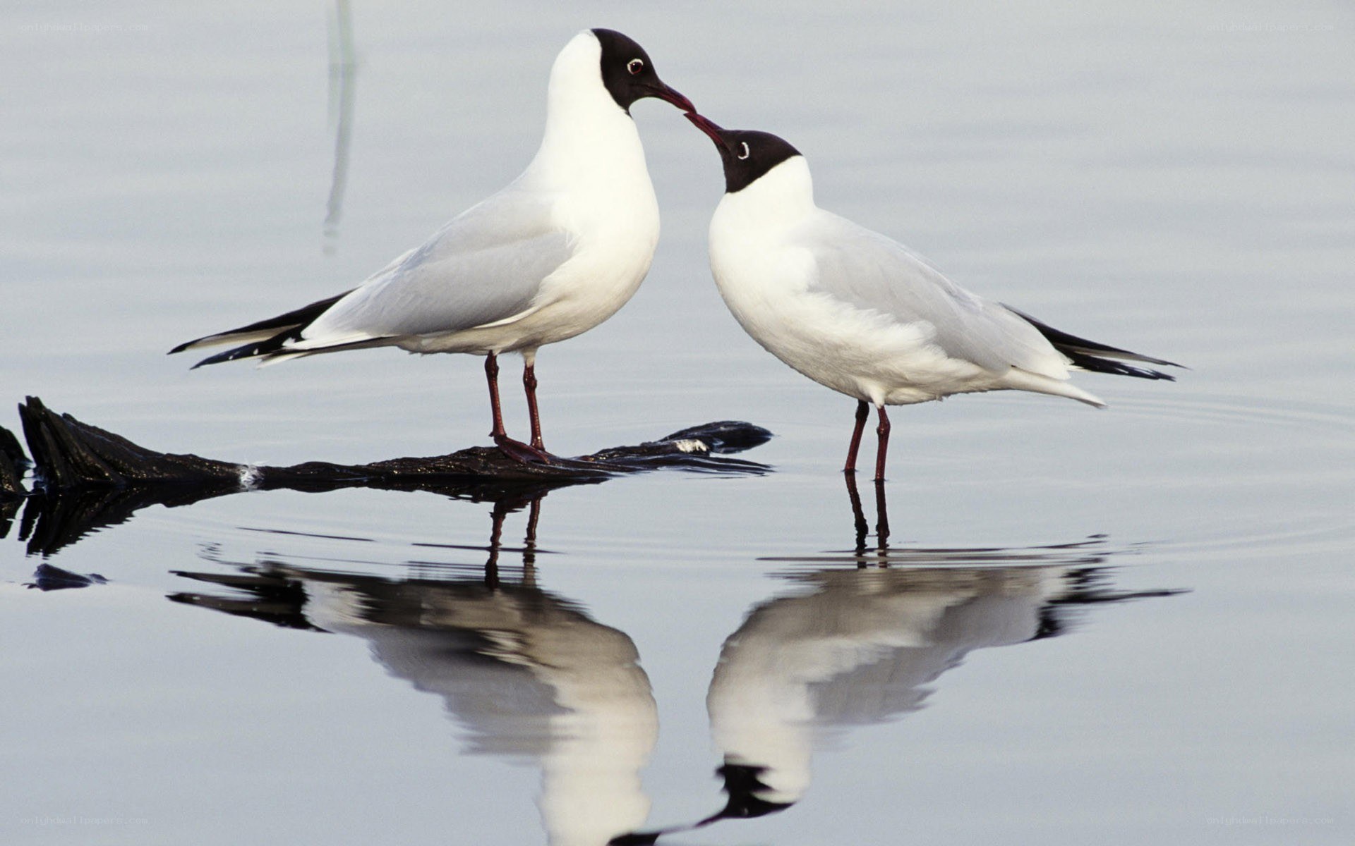 Two birds touching beaks