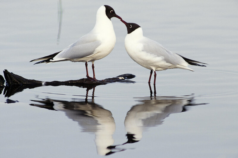 Two birds touching beaks