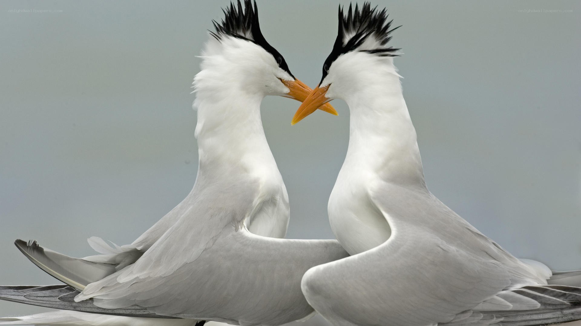 Two birds touching beaks