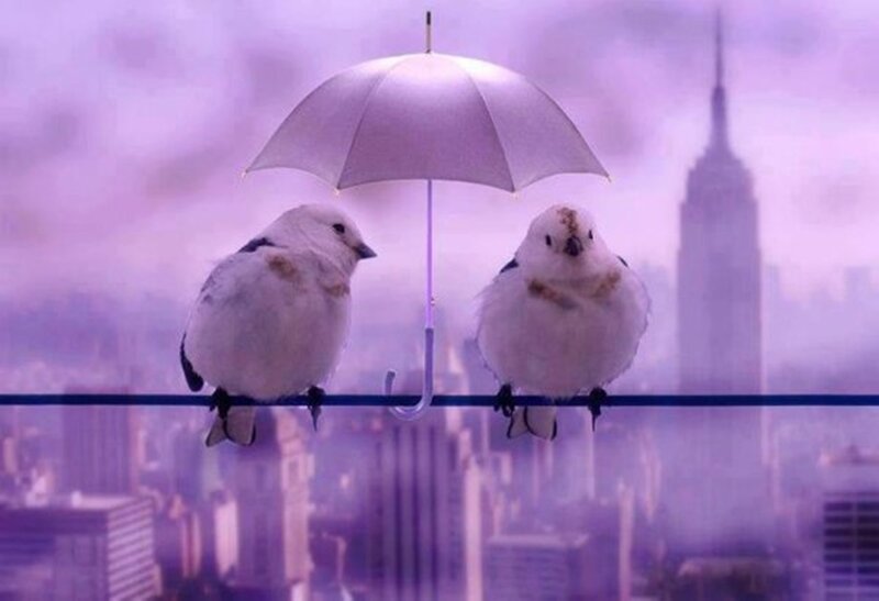 Two Birds under Umbrella — Purple