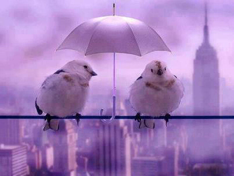 Two Birds under Umbrella