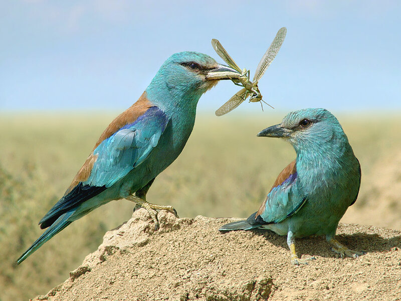 Two Birds with Insect