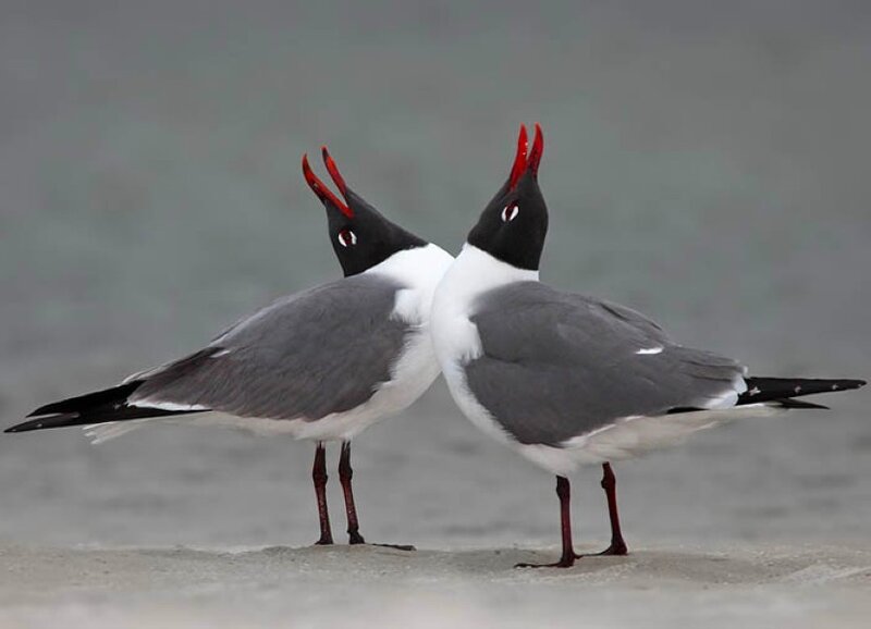 two birds with red beaks
