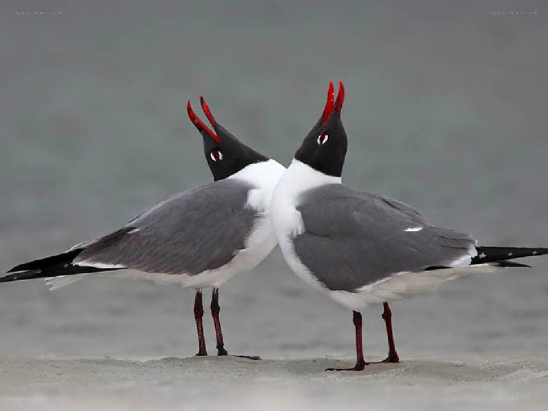 Two birds with red beaks