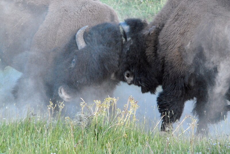 Two Bison Fighting — Green