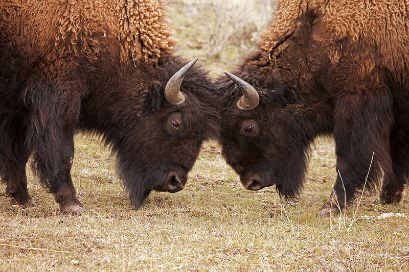 Two Bison Fighting