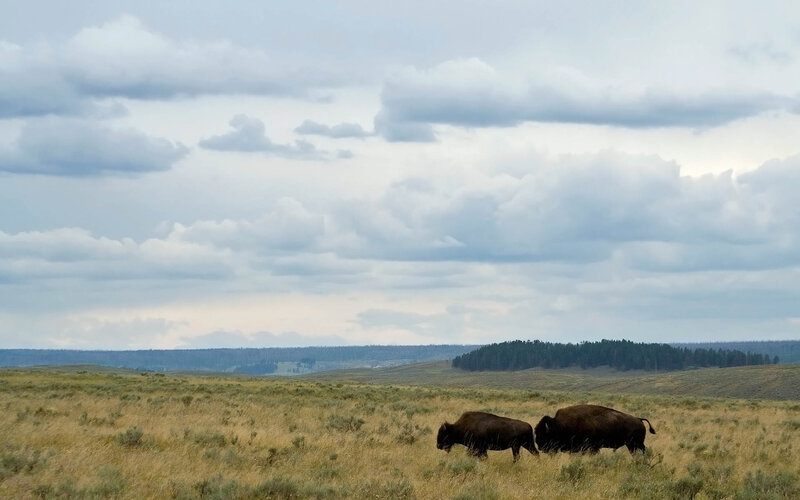 Two Bison in Field