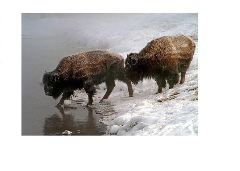 Two Bison in Snow