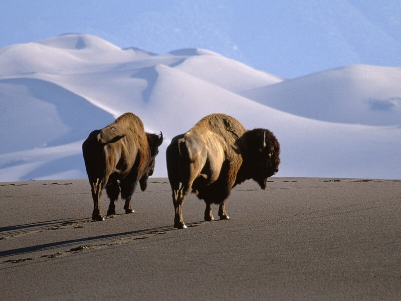 Two Bison on Sand Dunes
