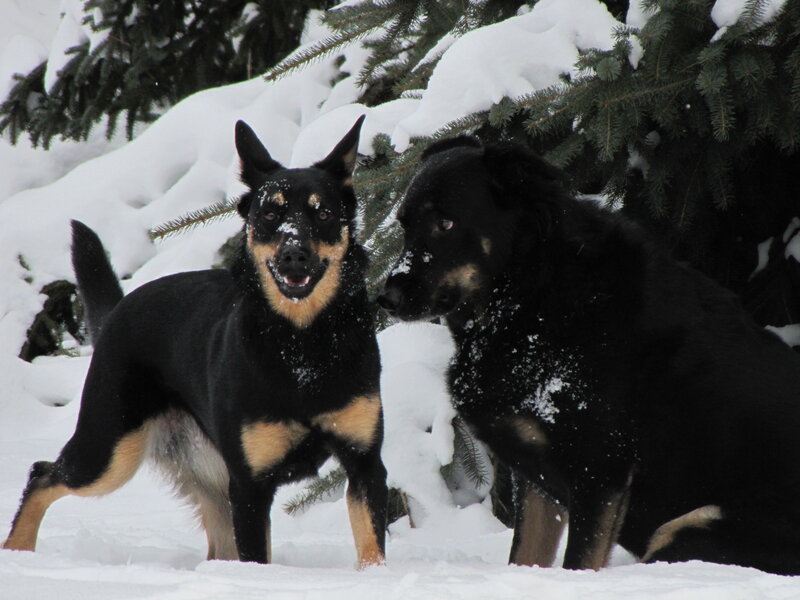 Two Black and Tan Dogs