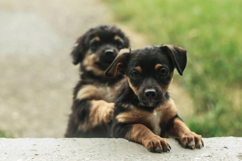 Two Black and Tan Puppies — Calm