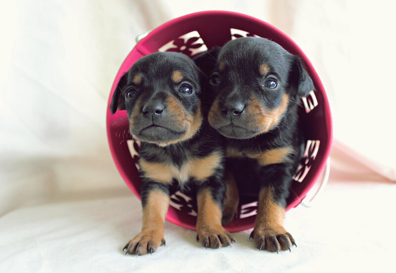 Two Black and Tan Puppies