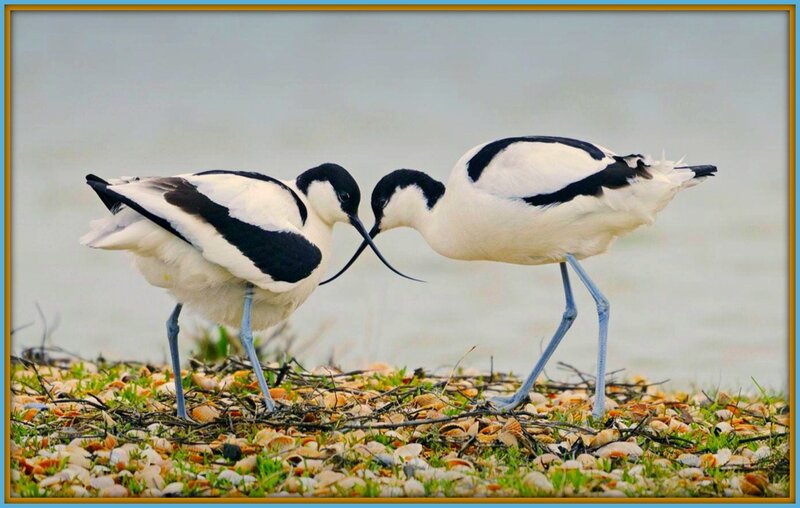 Two Black-and-white Birds