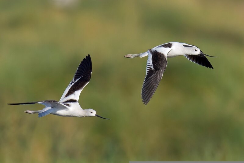 Two Black-and-white Birds — White
