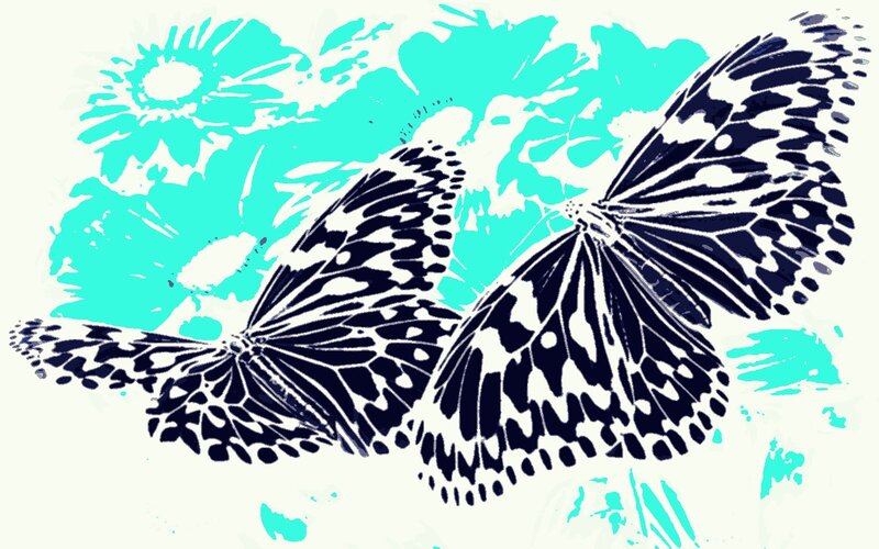 Two Black-and-white Butterflies