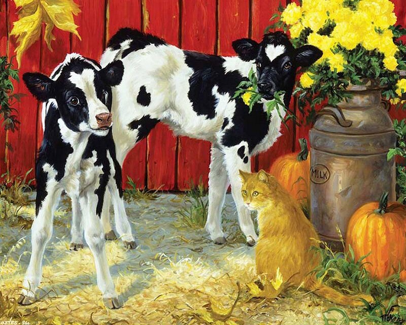 Two Black-and-white Calves