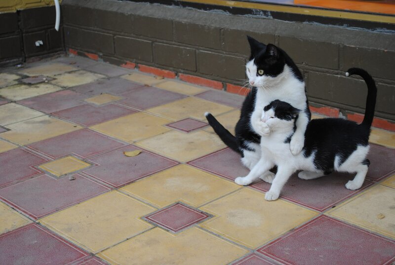 Two Black and White Cats — Calm, Afternoon, Photograph