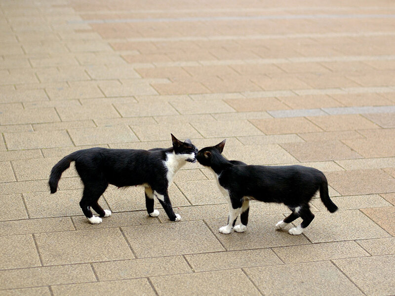 Two Black and White Cats — Calm, Afternoon