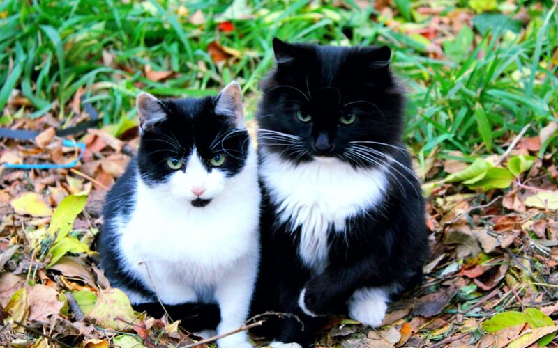 Two Black and White Cats — Calm, Autumn