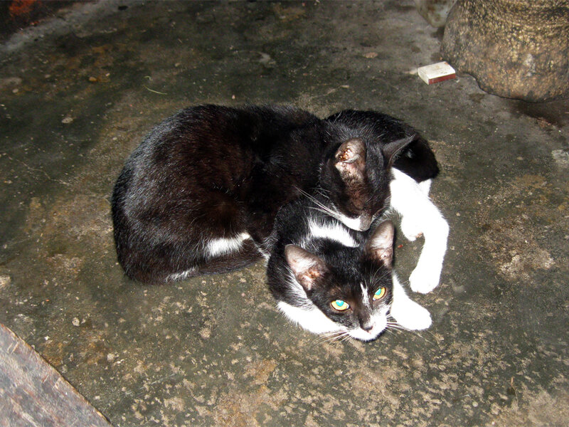 Two Black and White Cats — Calm, Night, Photograph