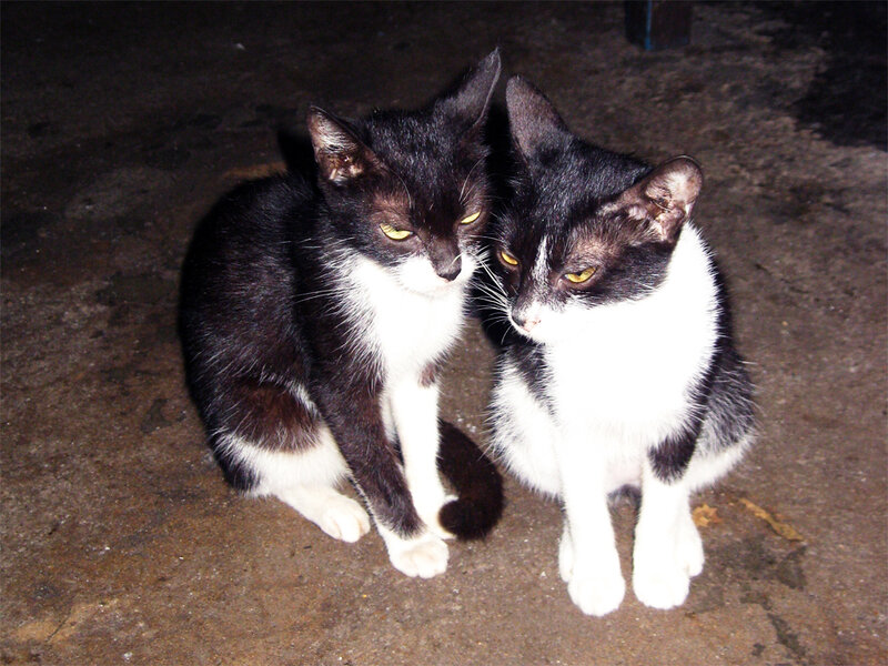 Two Black and White Cats — Calm, Night