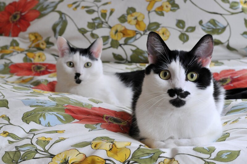 Two Black and White Cats — Calm, Photograph, Bed, Floral Pattern