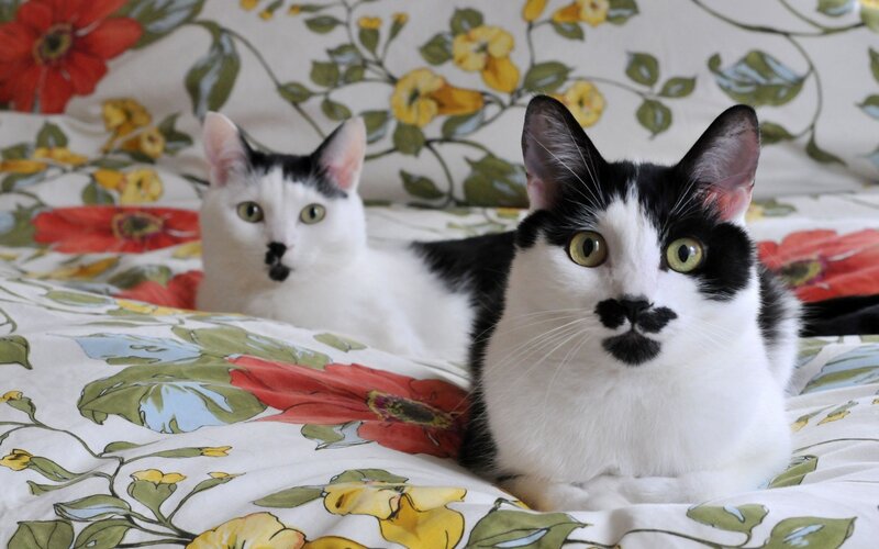 Two Black and White Cats — Calm, Photograph, Bed