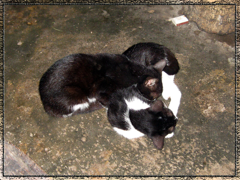 Two Black and White Cats — Calm, Photograph
