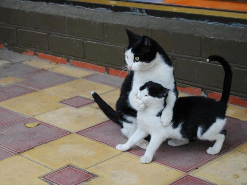 Two Black and White Cats — Calm, Photograph, Tiled Floor