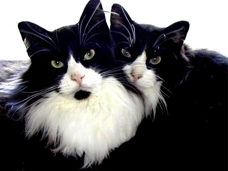 Two Black and White Cats — Calm, Photograph, White Background