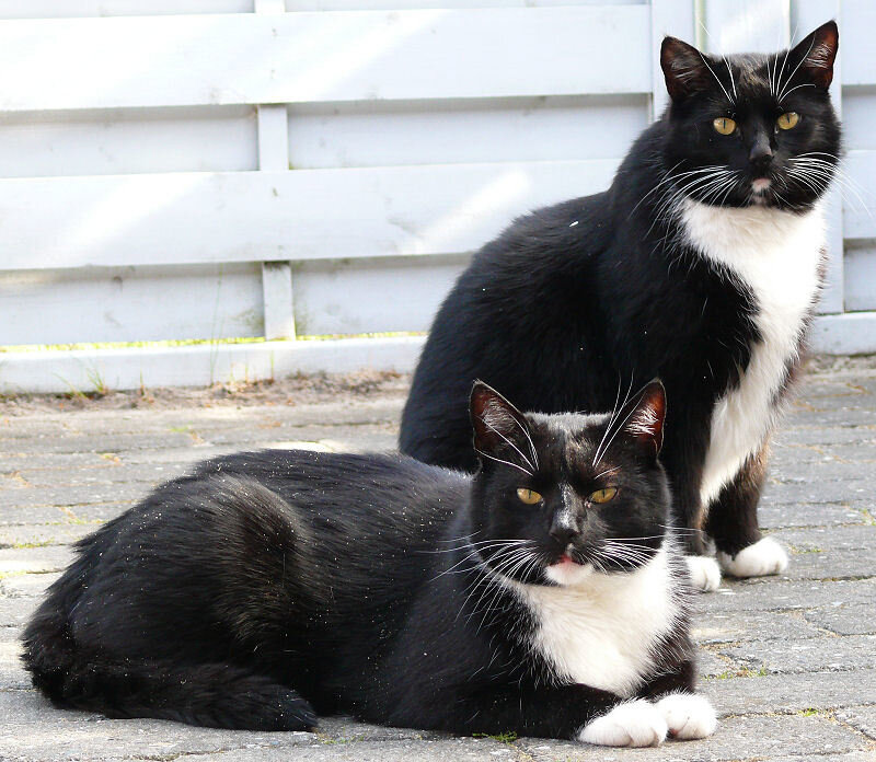 Two Black and White Cats — Calm