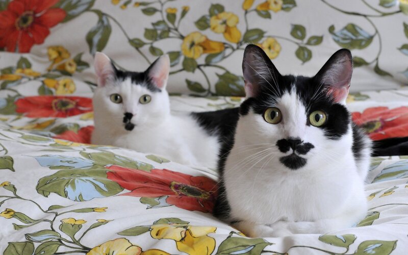 Two black and white cats on floral bedding