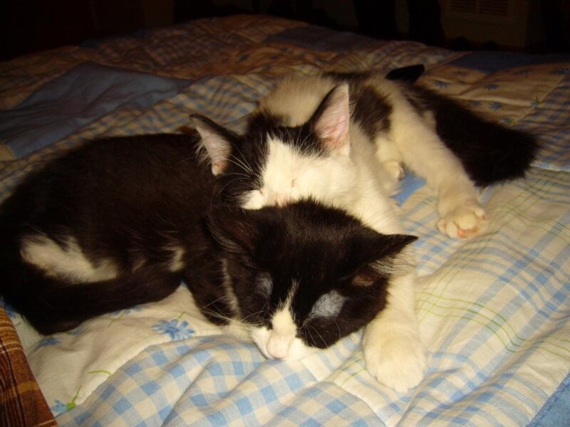 Two Black and White Cats — Peaceful