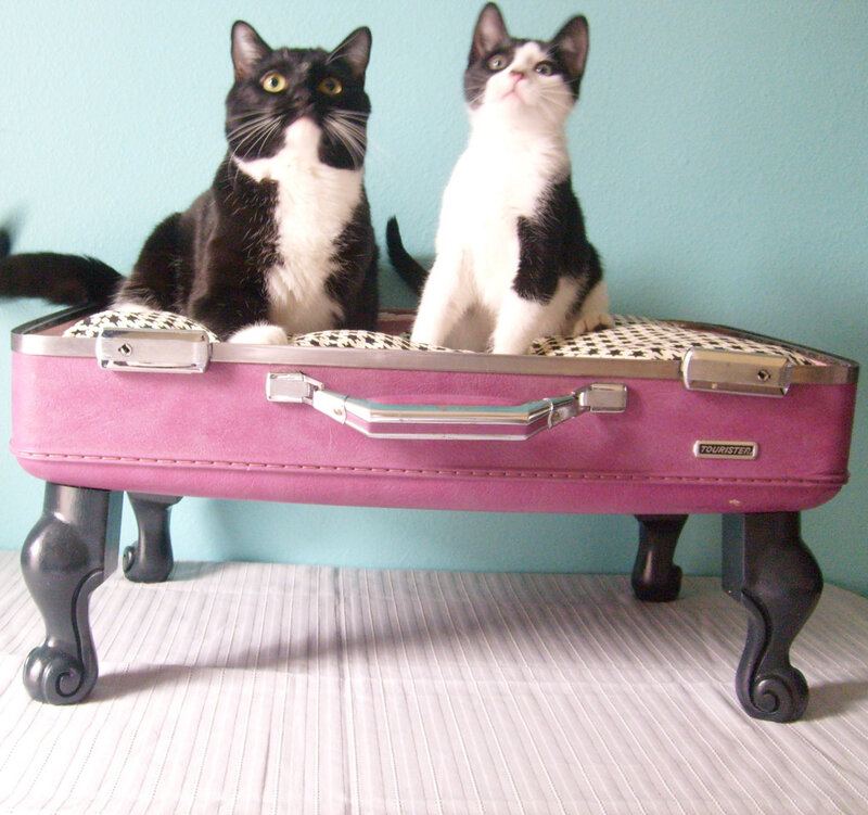 Two Black and White Cats — Pink