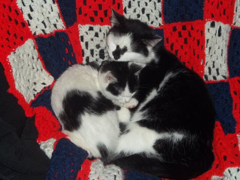 Two Black and White Cats — Red